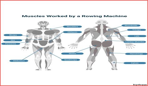 What Muscles Does Rowing Work? Fitness Pros Explain